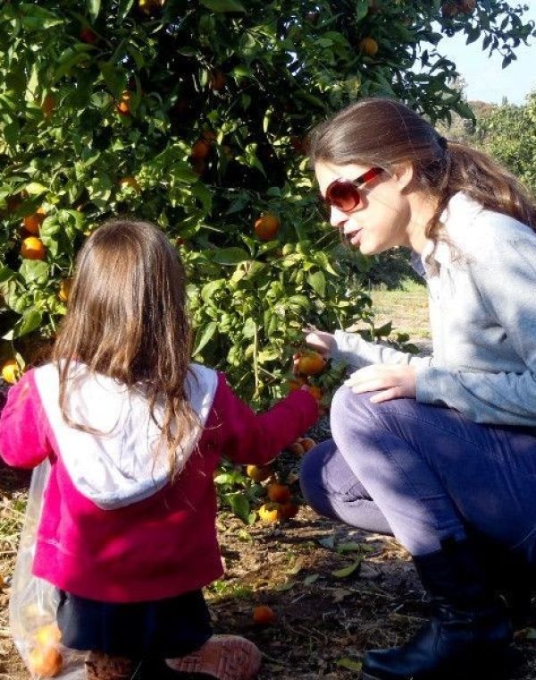 תמונה של קטיף עצמי בכפר נטר: קטיף הדרים עסיסי - למטייל בישראל (טיולי)